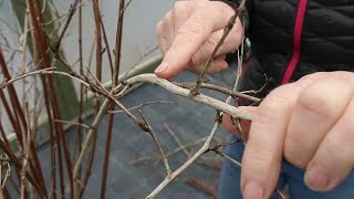 How To Prune Physocarpus In Spring [upl. by Cherilyn]