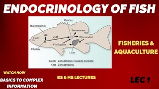 Endocrinology OF FISH Fisheries and AquacultureBSMS [upl. by Sousa]