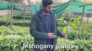 mahogany plants। महोगनी के पौधे। African variety [upl. by Cissej435]