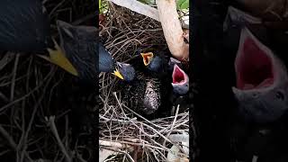 Common myna Birds bite very large baby fecesBird life Nest [upl. by Leela85]