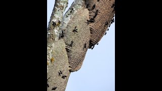 Nid de guêpes Synoeca septentrionalis [upl. by Tzong]