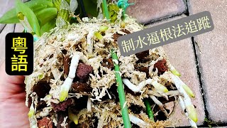 蘭花（176）（粵語）石斛蘭制水逼根法追蹤及反面教材 [upl. by Cornelie]