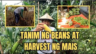 TANIM NG BEANS AT HARVEST NG MAIS [upl. by Akcirret845]