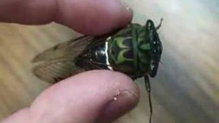 Buzzing Cicada [upl. by Ileana336]