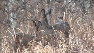 Odocoileus virginianus [upl. by Nilats701]