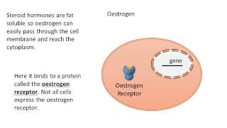 Cellular mechanism of hormone action  Endocrine system physiology  NCLEXRN  Khan Academy [upl. by Ianahs]