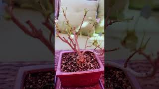 My LiLac bonsai [upl. by Stasny459]