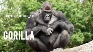 Silverback Gorilla Beating His Chest  Meet This Family of MountainGorillas lightsirgorilla [upl. by Lord660]