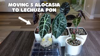 Alocasia Care Day Moving 5 More Alocasia over to Lechuza Pon 💦 [upl. by Deeann923]