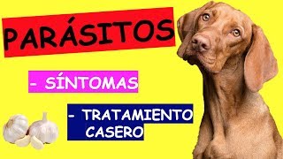 Síntomas de PARÁSITOS en Perros TRATAMIENTO [upl. by Zeph]