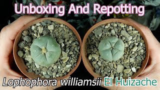 Unboxing And Repotting Lophophora williamsii El Huizache [upl. by Vale779]