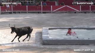 TORO PISCINE DE BARBENTABE AVEC LE CLUB TAURIN BARBENTANAIS DU MARDI 27 AOÛT 24 [upl. by Mccandless742]