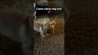 Cutest dogfight ever Chihuahua dachshund puppy ❤️cute  duo puppy dogfight doglover [upl. by Lipscomb]