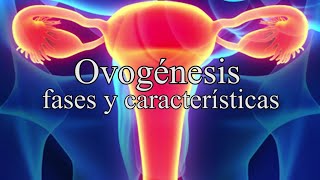 La OVOGÉNESIS explicada fases características desarrollo prenatal [upl. by Yenruoc8]