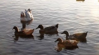 Beautiful Birds at Palo Alto Baylands Nature Preserve [upl. by Aisenat746]