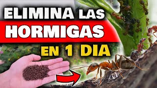 ELIMINAR HORMIGAS en las PLANTAS y DENTRO en CASA  Insecticida NATURAL para Plantas y PLAGAS [upl. by Ellehctim]