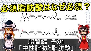 中性脂肪と脂肪酸脂質編その1【食品化学ゆっくり解説Part5】 [upl. by Ynohtona527]