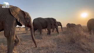 Peaceful Walks with the Jabulani Elephant Herd 🌿 [upl. by Nyvar708]