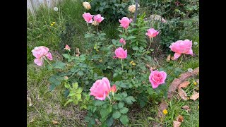 This Week in the Garden Chionanthus and Roses in Bloom S2E20 [upl. by Neirda436]