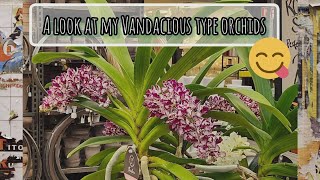 A new very exclusive Rhynchostylis Gigantea and a look at my other collection [upl. by Florida]