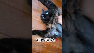 ヤマトからの本日のご報告ですw🌺 癒し 猫のいる暮らし ねこ cat 猫好きさんと繋がりたい かわいい [upl. by Nylanna802]