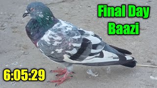 Final Din Ki Baazi  Bhai Matiullah Ki Chat  Akhri Kabooter 605pm Betha  Pigeons Club [upl. by Skinner]