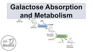 Galactose Absorption and Metabolism  Leloir Pathway and Galactosemia [upl. by Winton]