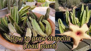 How to grow and care Stapelia  Stapelia plant care  All About plants [upl. by Luana957]