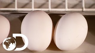 EGGS  How Its Made [upl. by Whitford]