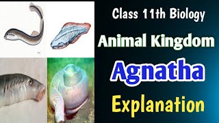 Agnatha Cyclostomata 👉🏻 Animal Kingdom Class 11th Biology education biology boards neet [upl. by Lehcor]