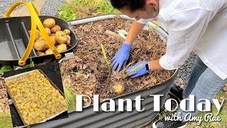 Harvest Potatoes amp Make Roasted Garlic Parm Potatoes [upl. by Arrais]