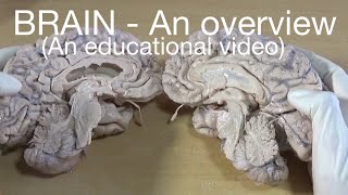 BRAIN  An overview An educational video [upl. by Merrilee]