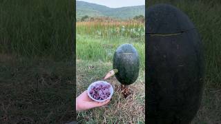 Survival Skills SIMPLE and USEFUL with soap and watermelonbushcraft camping outdoors [upl. by Annoed]