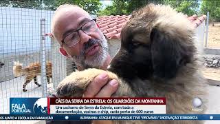 Cães da Serra da Estrela os guardiões da montanha [upl. by Euphemie]