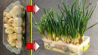 Growing Green Onions Made Easy With Just a Towel and Water DIY [upl. by Archie998]