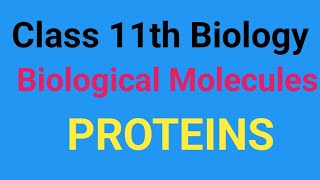 Class 11th biological molecules Proteins Amino acids peptide bond number of peptide chain [upl. by Atineg]