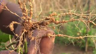 Nematodos agalladores Como prevenirlos y eliminarlos [upl. by Yahsel732]