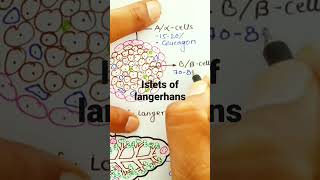 islets of langerhans [upl. by Nicodemus858]