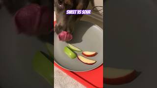 Dog Reviews Apples  Gigi [upl. by Ambrosio279]