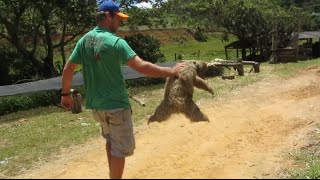 Rare maned sloth secured in Brazils rainforest  Kragenfaultier im Regenwald Brasilien [upl. by Siaht]