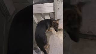 Simba reaction on Papa aa gye… doglover dog simba germanshepherd doglife dogtraining [upl. by Asin994]