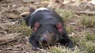 Last of the Tasmanian devils Infectious cancer to blame [upl. by Brina]