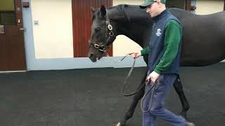 Irish Thoroughbred Marketing Irish Stallion Trail visit to the Irish National Stud Jan 2019 [upl. by Asikal912]