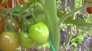 PODA DEL TOMATE 2ª PARTE  ¡LOS BENEFICIOS [upl. by Rhodie890]