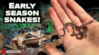 Searching for Early Season Snakes and Amphibians 2023 Field Herping Vlog [upl. by Addis]