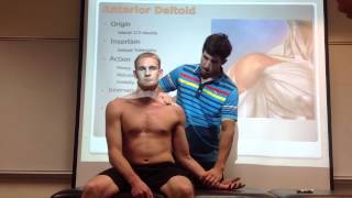 Anterior Deltoid Palpation Manual Therapy amp Stretch [upl. by Dannel]