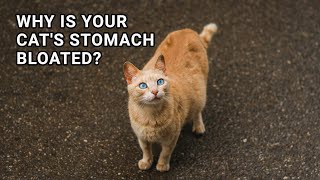 Decoding the Mystery Why is Your Cats Stomach Bloated [upl. by Eiramlatsyrk563]