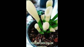 Crassula Ovata Gollum Variegata EP 1371000 [upl. by Surbeck]