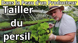 Comment Tailler et Nettoyer le persil [upl. by Anthiathia]