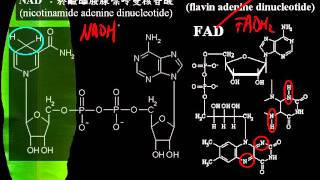 基礎生物1 4 16補充NADH與FADH2是什麼一誠 [upl. by Aivatnwahs]